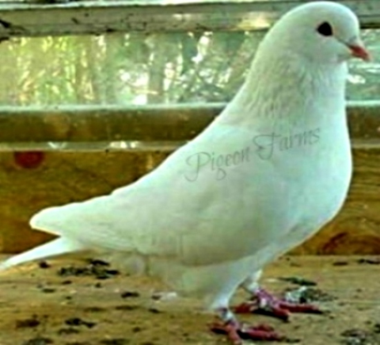 White Squabbing King Pigeons