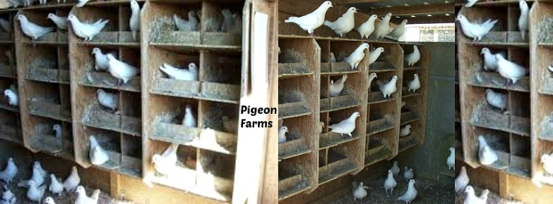 King Pigeons For Sale Logo