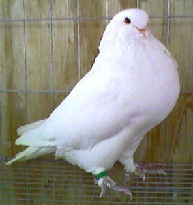 King Pigeons For Sale