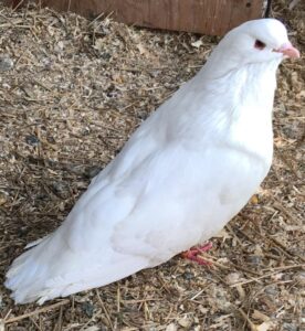 King Pigeons For Sale