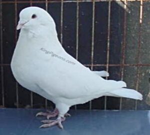 King Pigeons For Sale